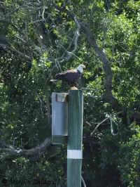 Amerikaanse zeearend [Haliaeetus leucocephalus]